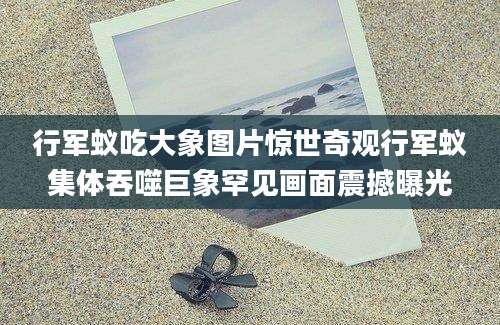 行军蚁吃大象图片惊世奇观行军蚁集体吞噬巨象罕见画面震撼曝光