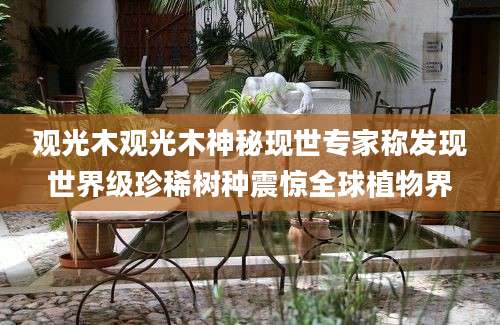 观光木观光木神秘现世专家称发现世界级珍稀树种震惊全球植物界
