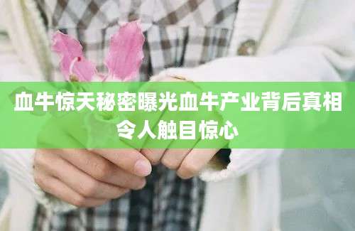 血牛惊天秘密曝光血牛产业背后真相令人触目惊心